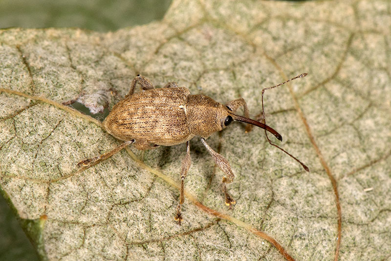 Curculio elephas maschio